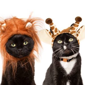 Two cute cats dressed as a lion and a giraffe.pet clothes