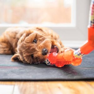 A cute little puppy is playing and chewing on a toy