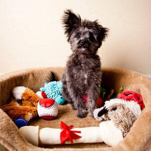 Spoiled Yorkiepoo Puppy Sitting in Bed of Toys pet bed